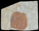Detailed Fossil Leaf (Zizyphoides) - Montana #68298-1